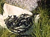 Nombreuses prises de poissons