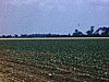 Champ de maïs avec vent