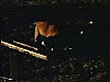Willoughby, Ohio - Au motel - chien et chiots