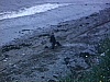 Homme assis au bord de la plage en Gaspésie