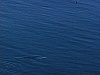 Baleine dans l'eau, vue de très loin  