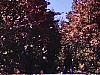 Enfants s'amusent avec branches et des feuilles d'arbres 