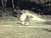 Un enfant qui court derrière des canards 