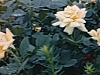 Jardins, fleurs - des roses)  «Red Rose Inn»