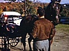 Enfants sur carriole tirée par un cheval
