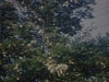 Arbres en fleurs 