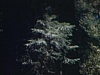 Promenade dans un parc aux très grands arbres