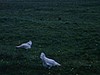 Poules