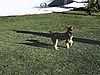 Chien sur le terrain de la villa qui joue avec une balle