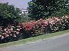 Étang avec nénuphars (fleurs et jardins), haie de roses