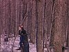 Des enfants font plier un arbre dans la forêt au temps des sucres (chaudières)