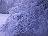 Arbres très enneigés autour de la maison; enfant qui pellete de la neige