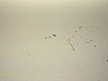 Glissade de bois (neige); garçons qui descendent seuls et en groupe