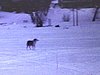 Chien qui court après la motoneige, puis on rentre au chalet