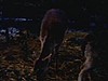 Zoo -  faons, chèvres, caribou, chameau - animaux