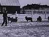 Extérieur; troupeau de moutons dans la neige, qui rentre à l'étable