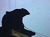 «Clark's Trading Post»; spectacle d'ours savants, cages d'animaux. «Natureland»; chèvres avec enfants, mulets