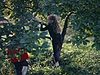 Vie de famille; verger, enfants grimpent aux arbres,  tournent autour d'une pompe à eau