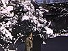 Années 50, couple marche vers la caméra, à l'extérieur, l'hiver, vue d'arbres enneigés - Pilou
