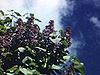 Lilas, pommiers en fleurs, belle vieille maison canadienne