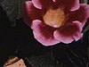 Fleurs, mangeoires et oiseaux qui copulent sur un fil