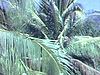 Cactus et palmier, paysages d'Acapulco
