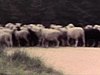 Troupeau de moutons