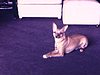 Chien rasé plutôt laid avec un autre chien laid plus poilu