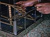 Perruche qu'on manipule dans sa cage