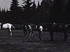 Centre équestre; chacun fait du saut à obstacles à cheval
