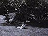 Rencontre de famille à l'extérieur: enfants avec des canards sur le terrain; mère et enfant sur tricycle; gros repas de famille à l'extérieur; plein de canards avec les enfants sur le gazon