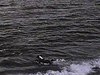 Chien qui rapporte une branche de l'eau à un petit enfant