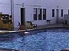 Piscine de motel (Mount Royal Towers); Miami