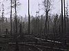 Abitibi; forêt fraîchement coupée (scène de bois)