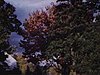 Beau plan de paysage d'automne (allée rougeoyante); 