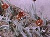 Gros plan sur des fleurs, visite d'un lieu touristique au Mexique, montagnes