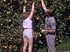Floride, orangeraie; la femme cueille des oranges, le mari la hisse dans ses bras; puis beau plan où on voit la femme les bras chargés de pamplemousses