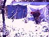 Chasse: le campement est recouvert de neige