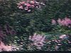 Jardin de Métis: plusieurs plans de fleurs et plates-bandes, allées fleuries, gros plans de fleurs et famille qui visite