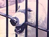 Zoo de St-Félicien: entrée et vue générale du site et des rapides sur la rivière, touristes devant cages ours polaires, loutres, phoques, ratons laveurs grimpés aux arbres, canards