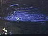 Au bord d'un lac, quelques prises de pêche sont sorties de l'eau. beau plan de la truite se débattant au bout du fil, pêcheur montre fièrement sa prise.