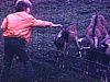 Zoo de St-Félicien: début années 70, enfants nourrissent les chèvres