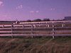 Entrainement de chevaux à l'extérieur dans un champ