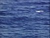 Tempête en mer: dauphins qui nagent et sautent près du navire
