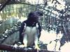 Plan rapproché sur un aigle exotique. Vue de paons, grues, etc. petit zoo: marabouts, singes