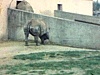 Zoo de Granby: manchots, oiseaux divers, lama, chèvres, lapin, cochon d'inde, dromadaire, gifafe, rhinocéros, éléphants, hippopotames, tour de chameau