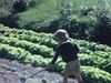 Beau plan de fillette passant le rateau dans le potager - campagne - marche dans le potager en suivant une adolescente