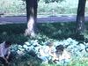 Potager: la mère et grand-mère - réunion de famille à la campagne - Plan d'une femme qui ne veut pas être filmée
