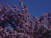 Arbres en fleurs au printemps, au jardin botanique de Montréal. mère et fillette sentent les fleurs
