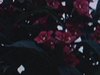 Gros plans de fleurs diverses